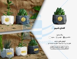 گلدان بتنی 6ضلعی کوچک در سه رنگ با گل طبیعی و جعبه-2726